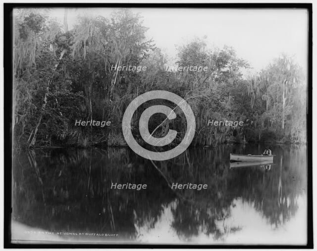On the St. Johns at Buffalo Bluff, between 1880 and 1897. Creator: William H. Jackson.