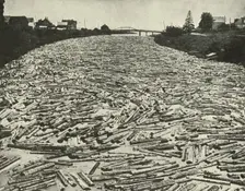 On their Way to the Saw Mills c1948. Creator: Unknown