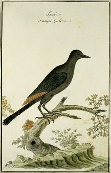 Onychognathus morio (Red-winged starling), 1777-1786. Creator: Robert Jacob Gordon