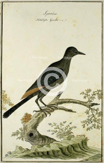 Onychognathus morio (Red-winged starling), 1777-1786. Creator: Robert Jacob Gordon.