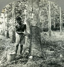 Ona Large Rubber Tree Plantation near Suva, Fiji Island - Hindu Laborer Gathering the Sap or Latex Creator: Unknown