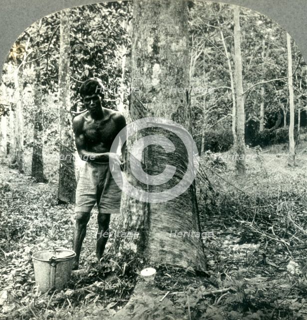 'Ona Large Rubber Tree Plantation near Suva, Fiji Island - Hindu Laborer Gathering the Sap or Latex  Creator: Unknown.