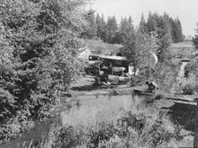 One of a dozen or more small bean pickers camps in immediate..., near West Stayton, Oregon, 1939. Creator: Dorothea Lange