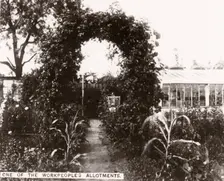 One of the workpeoples allotments, York, Yorkshire, 1910