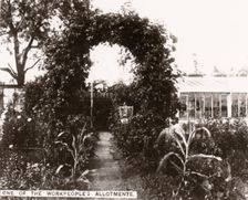 One of the workpeoples allotments, York, Yorkshire, 1910