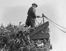 One of the eight cooperating farmers drive loaded wagons to the silo, Yamhill County, Oregon, 1939. Creator: Dorothea Lange