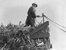 One of the eight cooperating farmers drive loaded wagons to the silo, Yamhill County, Oregon, 1939. Creator: Dorothea Lange
