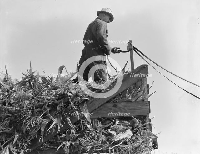 One of the eight cooperating farmers drive loaded wagons to the silo, Yamhill County, Oregon, 1939. Creator: Dorothea Lange.