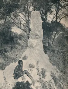 One of the Giant Ant Heaps peculiar to some districts of South Africa c1900. Creator: Unknown