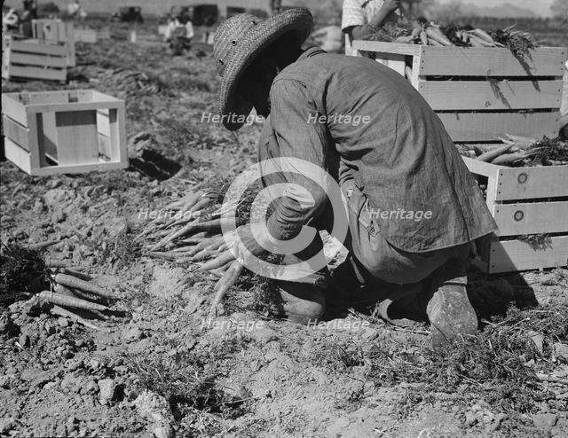 One of the hundred carrot pullers in this field in the Coachella Valley, California, 1937. Creator: Dorothea Lange.