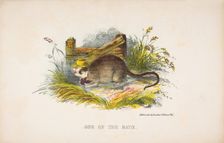 One of the Rats, from The Comic Natural History of the Human Race, 1851. Creators: Henry Louis Stephens, L. Rosenthal