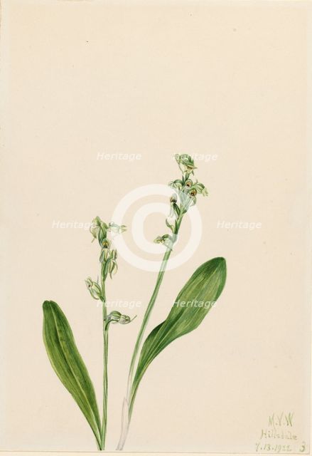 One-Leaf-Bog-Orchid (Habenaria obtusata), 1922. Creator: Mary Vaux Walcott.