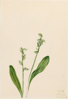One-Leaf-Bog-Orchid (Habenaria obtusata), 1922. Creator: Mary Vaux Walcott