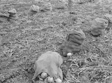 Onions drying in sacks in the field, Malheur County, Oregon, 1939. Creator: Dorothea Lange