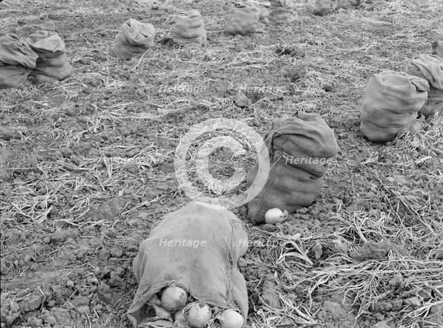 Onions drying in sacks in the field, Malheur County, Oregon, 1939. Creator: Dorothea Lange.