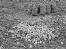 Onions in sacks are drying, Malheur County, Oregon, 1939. Creator: Dorothea Lange