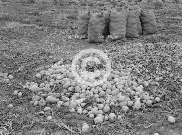 Onions in sacks are drying, Malheur County, Oregon, 1939. Creator: Dorothea Lange.