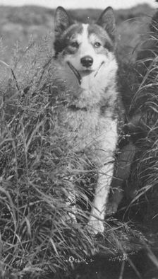 Oolik, an Alaskan huskie, between c1900 and c1930. Creator: Lomen Brothers