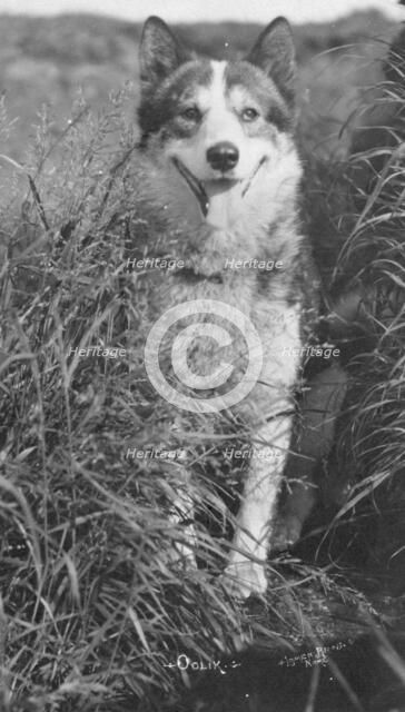 Oolik, an Alaskan huskie, between c1900 and c1930. Creator: Lomen Brothers.