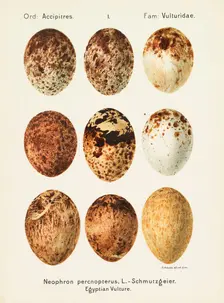 Oologia universalis palearctica, 1906. Creator: Krause, Georg Albert Julius (1858-1915)