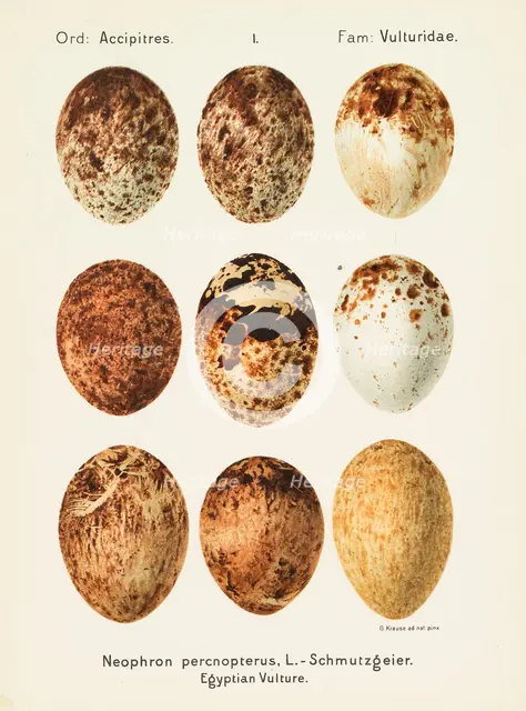 Oologia universalis palearctica, 1906. Creator: Krause, Georg Albert Julius (1858-1915).