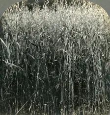 Oats Growing, Pennsylvania, U.S.A. 1903. Creator: Unknown
