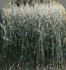 Oats Growing, Pennsylvania, U.S.A. 1903. Creator: Unknown