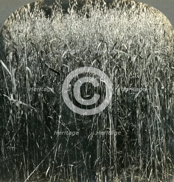 'Oats Growing, Pennsylvania, U.S.A.', 1903. Creator: Unknown.
