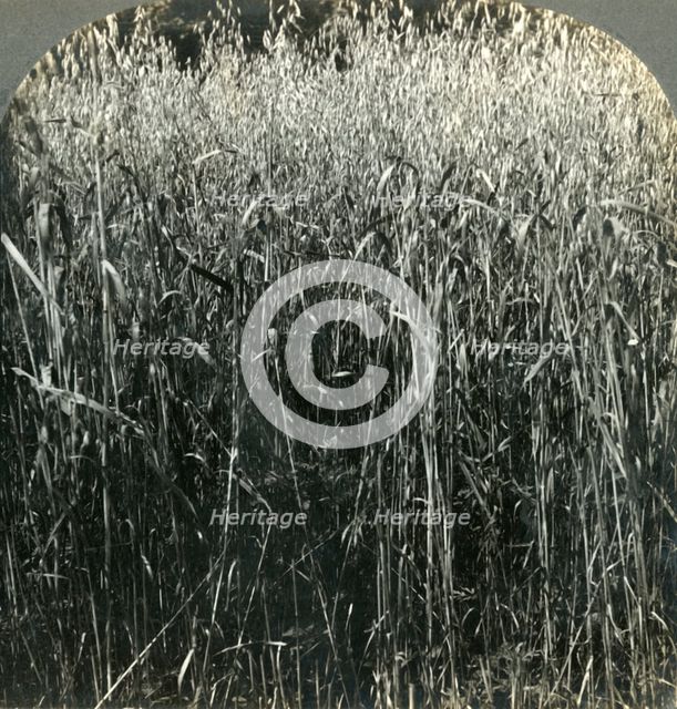 'Oats Growing, Pennsylvania, U.S.A.', 1903. Creator: Unknown.
