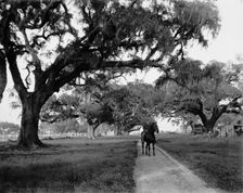 Oak avenue at Ashley Hall, Charleston, S.C., between 1900 and 1906. Creator: William H. Jackson