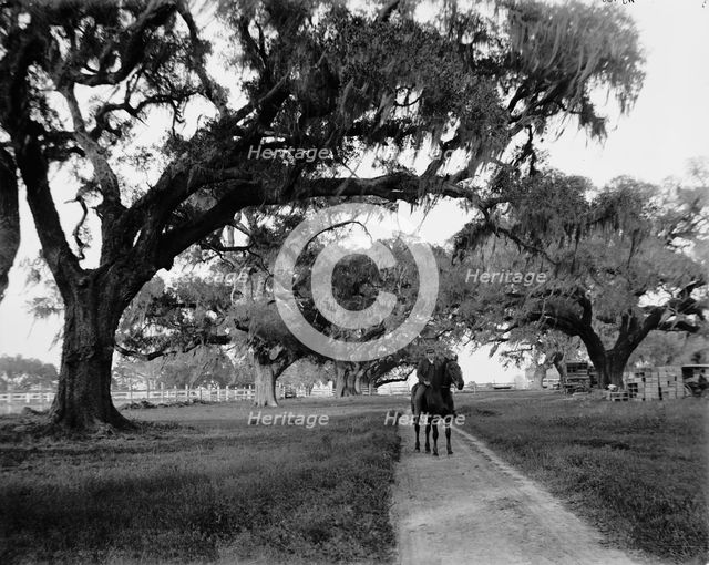Oak avenue at Ashley Hall, Charleston, S.C., between 1900 and 1906. Creator: William H. Jackson.