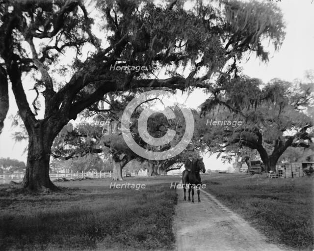Oak avenue at Ashley Hall, Charleston, S.C., between 1900 and 1906. Creator: William H. Jackson.