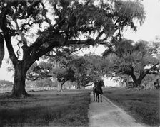 Oak avenue at Ashley Hall, Charleston, S.C., between 1900 and 1906. Creator: William H. Jackson