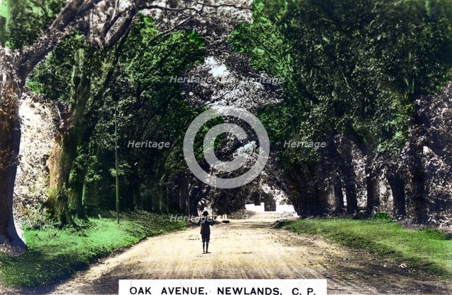 Oak Avenue, Newlands, Johannesburg, Gauteng, South Africa, c1920s.Artist: Cavenders Ltd