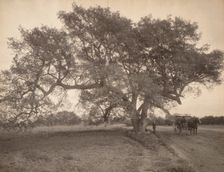 Oak Grove Near Pasadena, California, c.1900. Creator: William H. Jackson
