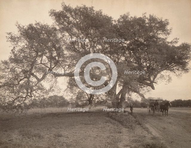Oak Grove Near Pasadena, California, c.1900. Creator: William H. Jackson.