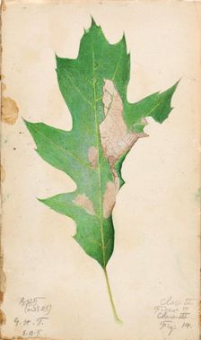 Oak Leaf Edge Caterpillar..., early 20th century. Creator: Gerald H. Thayer