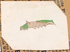 Oak Leaf Edge Caterpillar..., early 20th century. Creator: Gerald H. Thayer