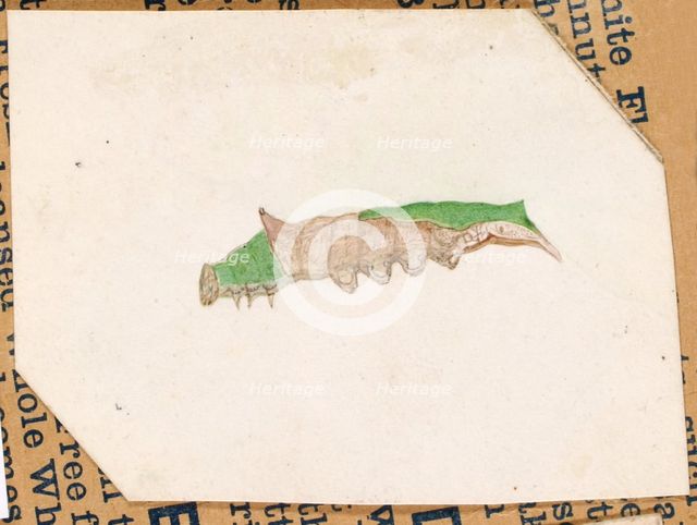 Oak Leaf Edge Caterpillar..., early 20th century. Creator: Gerald H. Thayer.