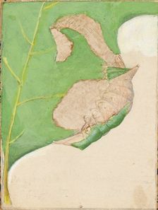 Oak Leaf Edge Caterpillar..., early 20th century. Creator: Gerald H. Thayer