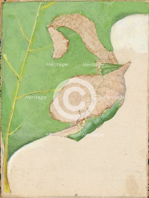 Oak Leaf Edge Caterpillar..., early 20th century. Creator: Gerald H. Thayer.