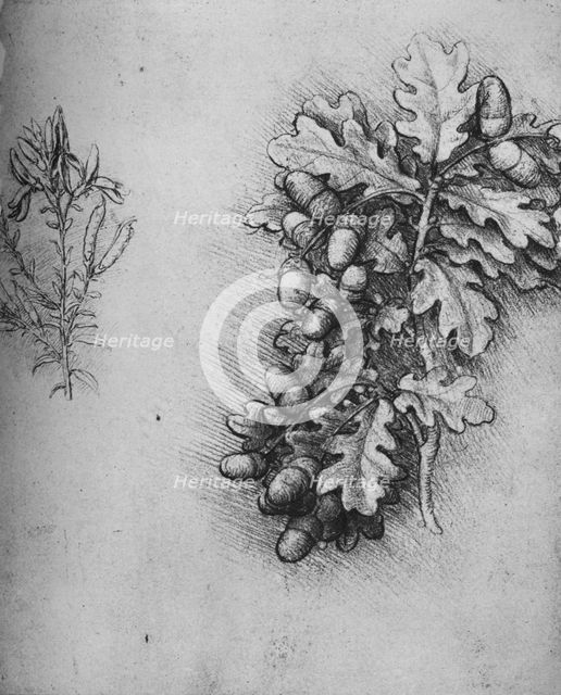 'Oak-Leaves with Acorns and Dyer's Greenweed', c1480 (1945). Artist: Leonardo da Vinci.