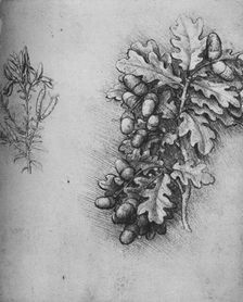 Oak-Leaves with Acorns and Dyer's Greenweed c1480 (1945). Artist: Leonardo da Vinci