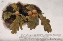 Oak leaves with four oak apples, c19th century. Creator: Unknown
