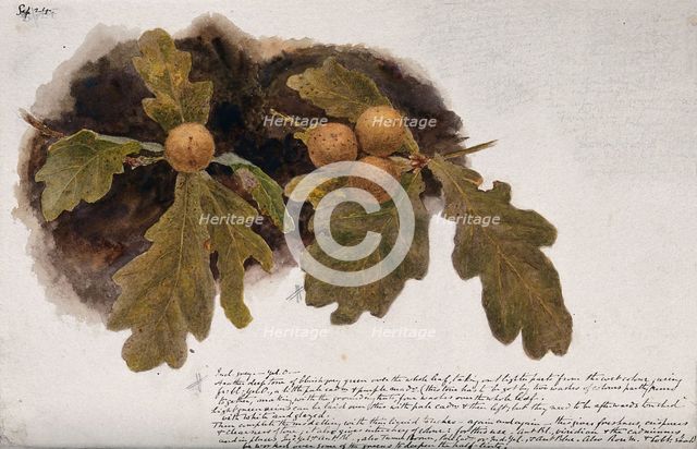 Oak leaves with four oak apples, c19th century. Creator: Unknown.