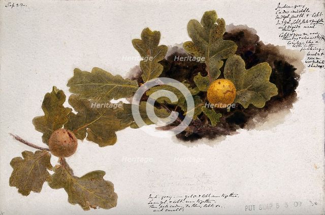 Oak leaves with two oak apples, c19th century. Creator: Unknown.