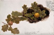 Oak leaves with two oak apples, c19th century. Creator: Unknown