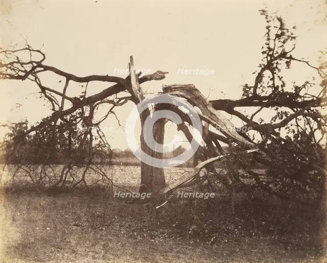Oak Struck by Lightning, Badger, 1856., 1856. Creator: Alfred Capel-Cure.
