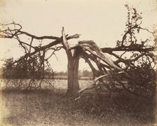 Oak Struck by Lightning, Badger, 1856., 1856. Creator: Alfred Capel-Cure