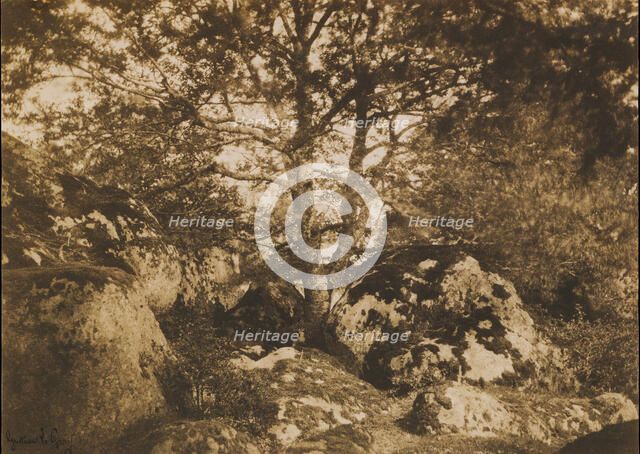 [Oak Tree and Rocks, Forest of Fontainebleau], 1849-52. Creator: Gustave Le Gray.